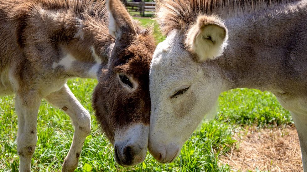 donkeys showing affection farm animal sanctuary