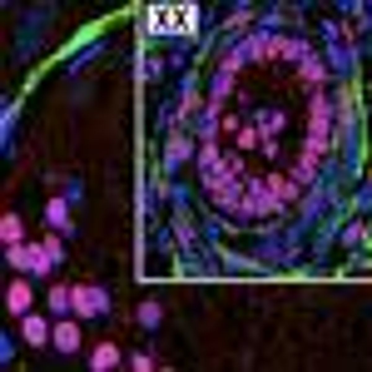 Sex Change Gene Discovered