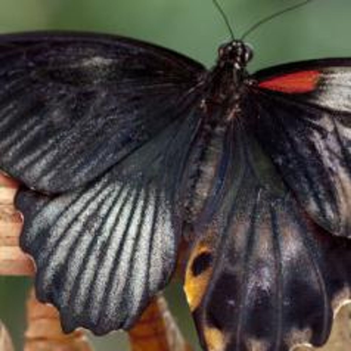 Half-Female, Half-Male Butterfly ‘Gynandromorph’ Born in London Museum