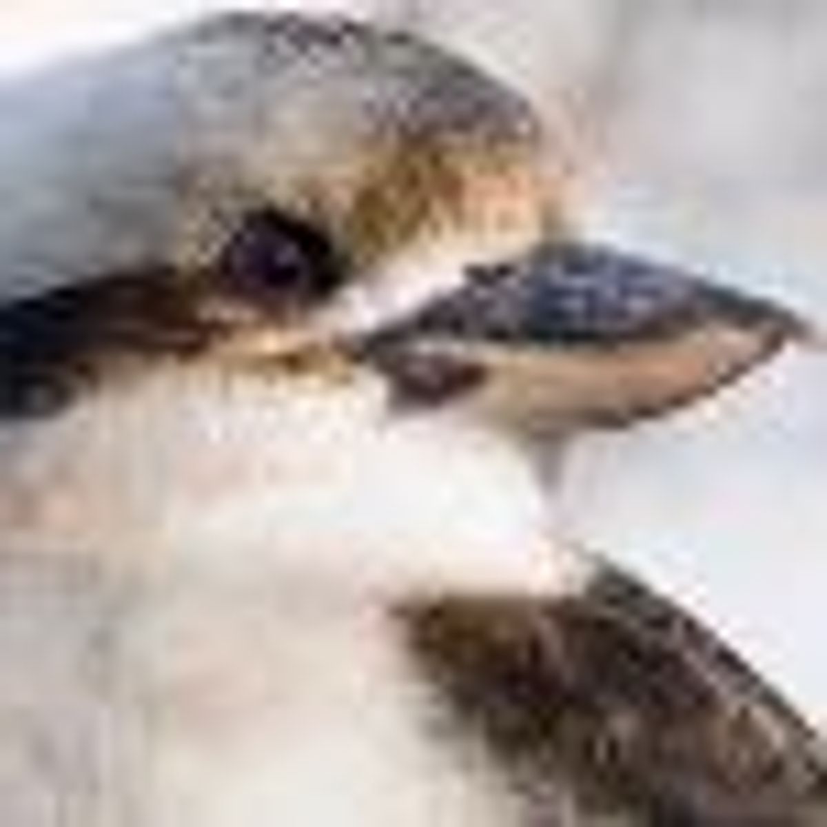 The Word Gay Expunged from 'Kookaburra' Folk Song