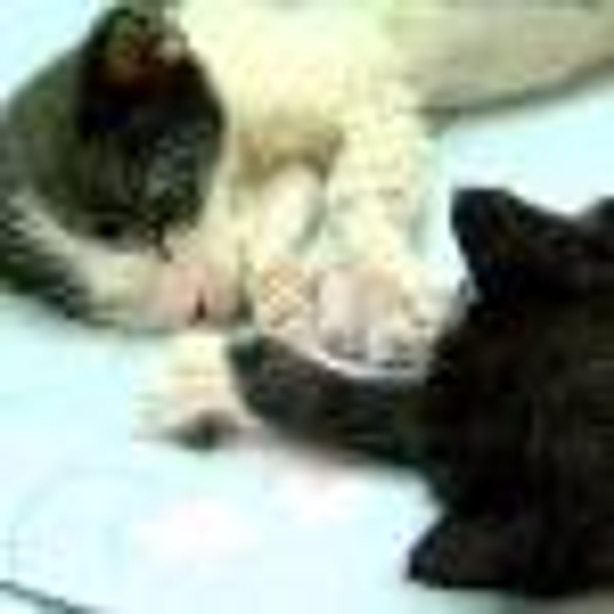 NBC on SheWired: Kittens Used as Bait Rescued - Video