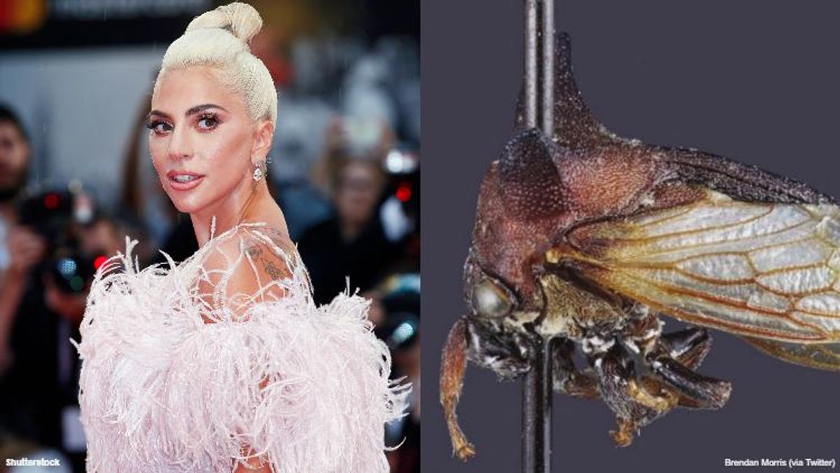 A New Bug Species Is Being Named After Lady Gaga