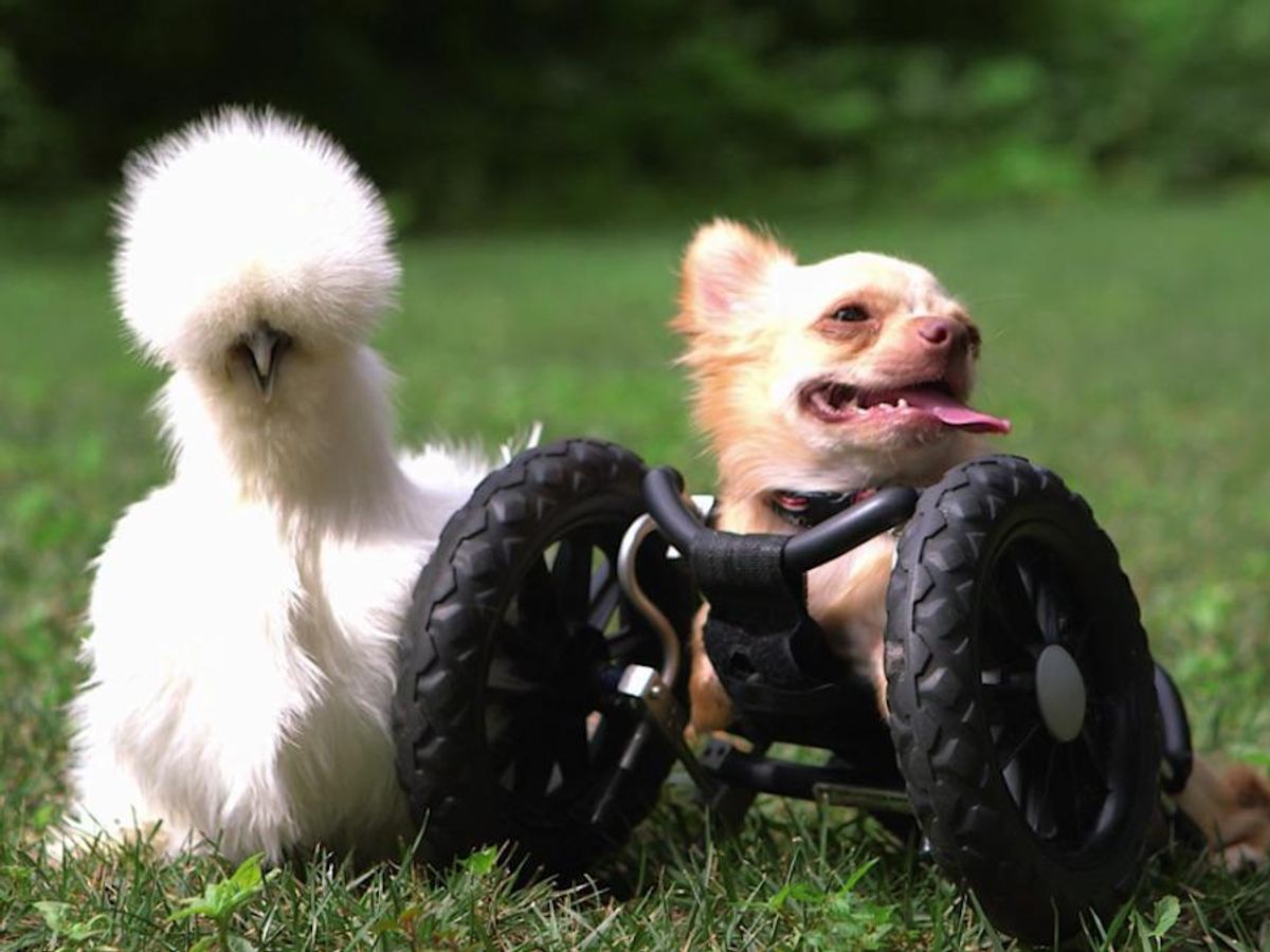 When Words Fail About this Election, We Give You Unlikely Animal Friends on Netflix