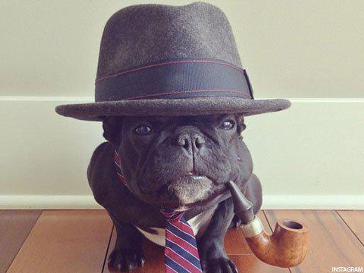 11 Dogs on Instagram Who Are Better Dressed Than You