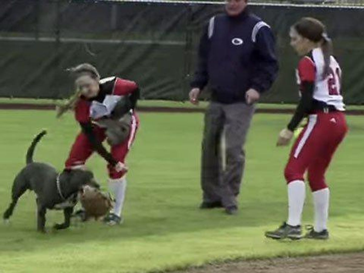 WATCH: Mitt-Thieving Dog Crashes Women's Softball Game 