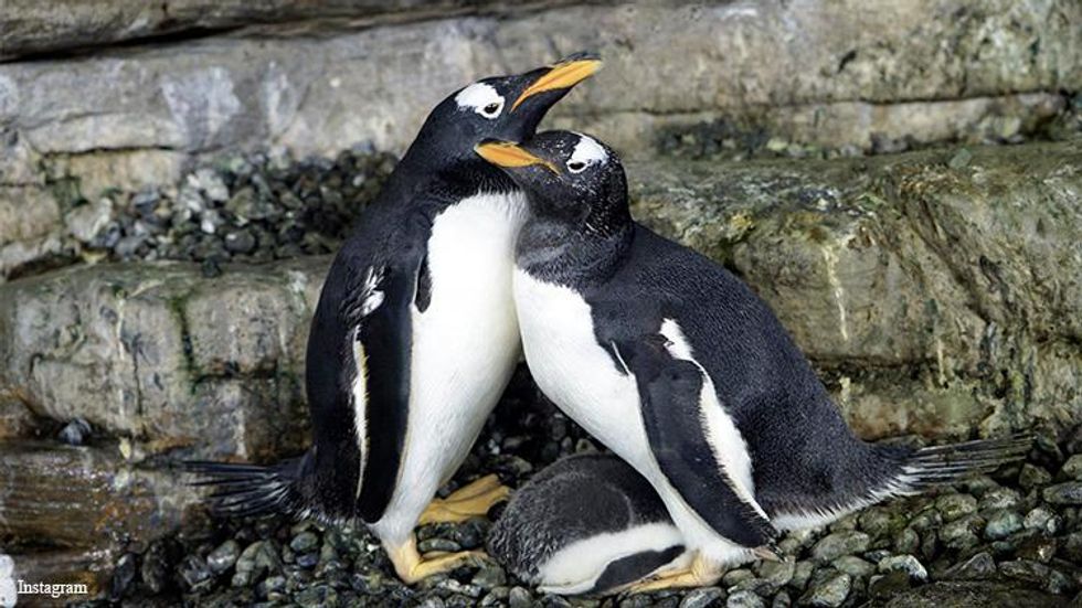 100+ of the Best Penguin Names