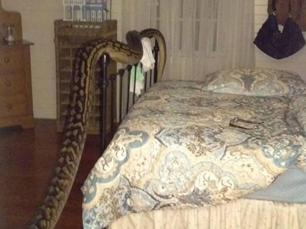 16-Foot Snake Slithers Into Woman's Home