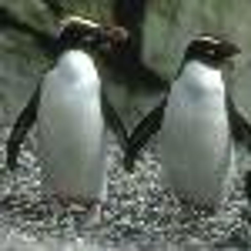 Gay German Penguins Adopt Abandoned Chick