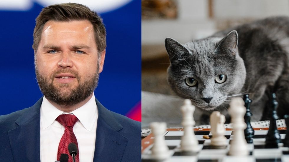 JD Vance; a cat looking at a chess board