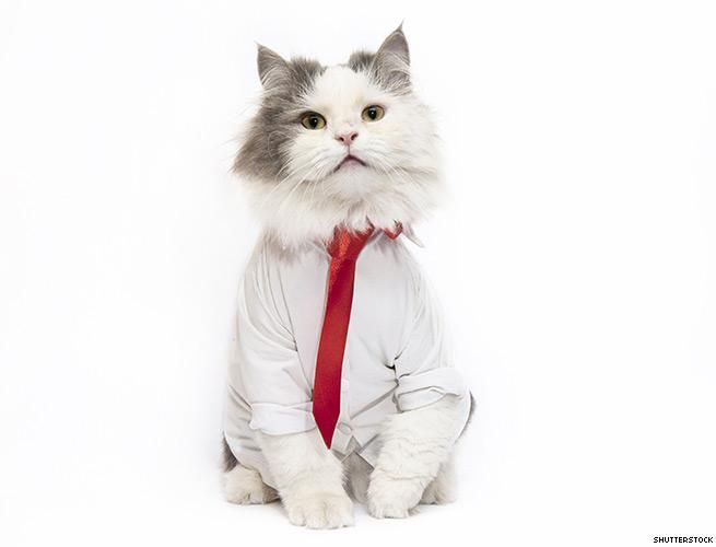 We Present the Presidential Candidates as Cats