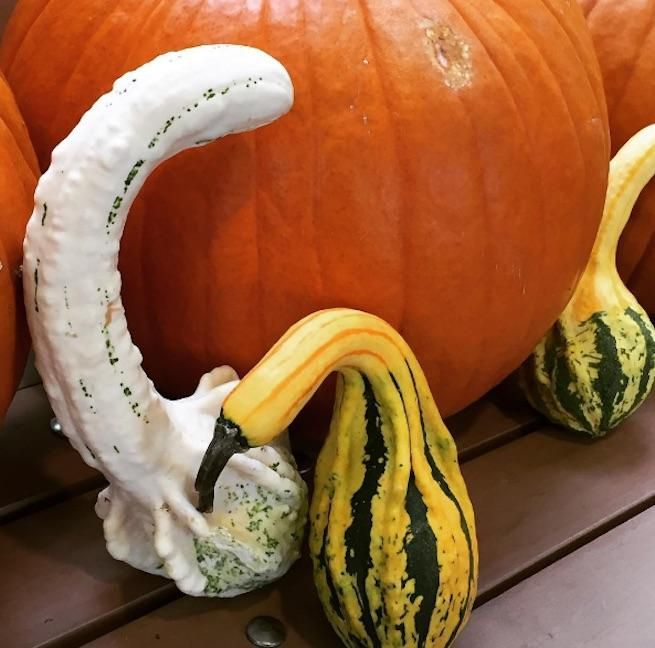 12 Festive Gourds That Are Basically Just Sex Toys